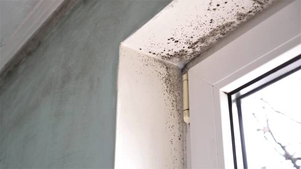 Mold Remediation for Rental Properties in Versailles, IN